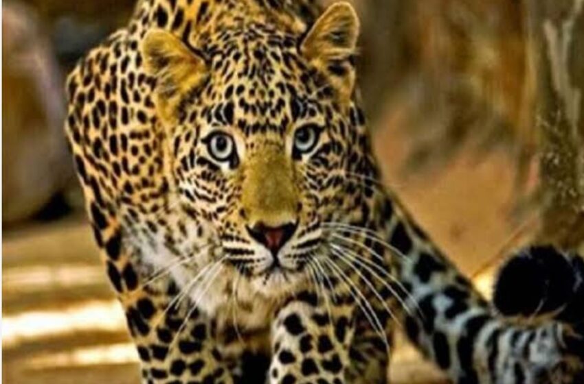  Leopard entered Ghaziabad court.
