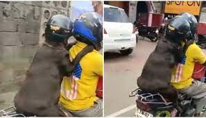  कुत्ते ने पहना हेलमेट, मालिक के साथ बाइक पर पीछे बैठ यात्रा का आनंद लेता दिखा डॉगी