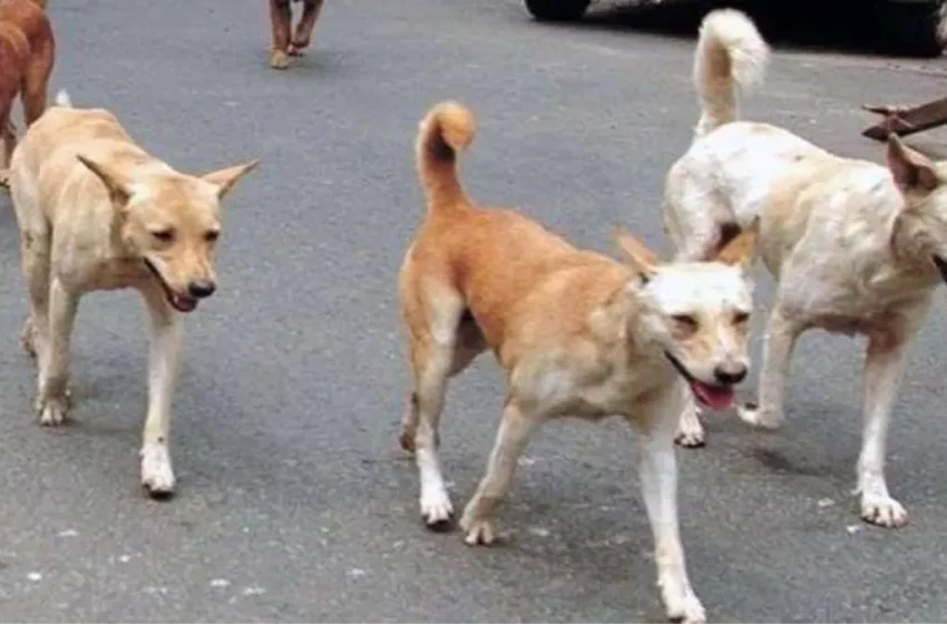 उत्तर प्रदेश में नहीं थम रहा कुत्तों का आतंक, आगरा में आवारा कुत्तों ने 3 साल की बच्ची को नोच-नोचकर मार डाला
